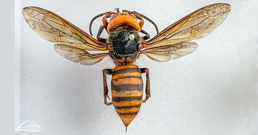 Asian giant hornet (Vespa mandarinia), Washington State Department of Agriculture, flickr, https://creativecommons.org/licenses/by-nc/2.0/