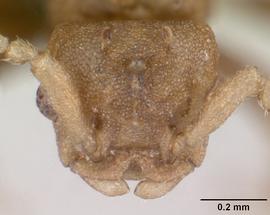 Anterior dorsal view of head, adult male, drone/solitary.  Photo by April Nobile,  Antweb.org .