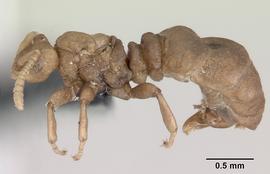 Lateral view of body, entire, adult male, drone/solitary.  Photo by April Nobile,  Antweb.org .