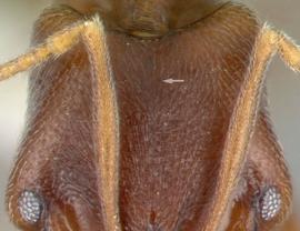 Close-up view of head, adult worker. Posterior margin of head not interrupted by median groove.