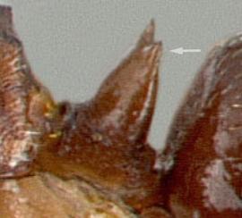 Lateral view of petiole, adult worker. Dorsal surface of petiolar node excised medially to form two lateral teeth.