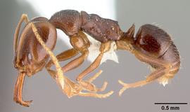 Lateral view of body, entire, adult worker.  Photo by April Nobile,  Antweb.org .
