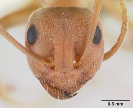 Anterior view of head, adult worker.  Photo by Erin Prado,  Antweb.org .