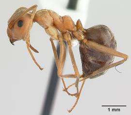 Lateral view of body, entire, adult worker.  Photo by Erin Prado,  Antweb.org .