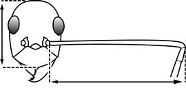 Anterior view of antennal scape, adult worker. The antennal scapes are extremely long, their length measuring more than 1.5x the length of the head. Used in Antkey to separate  Anoplolepis gracilipes  and  Paratrechina longicornis  from other formicine genera.