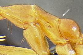 Lateral view of thorax / mesosoma, adult worker. Apparently separated from propodeum by metanotal groove.