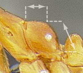 Lateral view of propodeum, adult worker. Propodeal declivity less than twice length of propodeal dorsum.