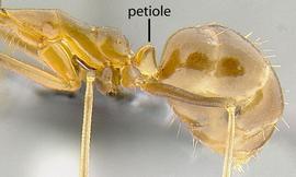 Lateral view of waist, adult worker. Waist with one segment.