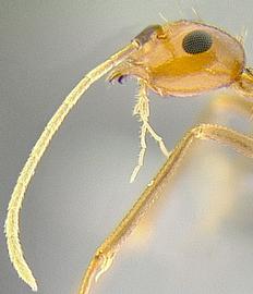 Lateral view of antenna, adult worker. Antennal club indistinct.