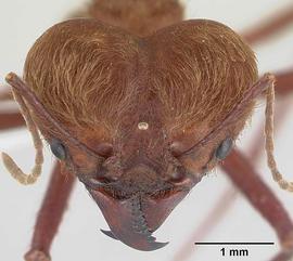 Anterior view of head, adult soldier.  Photo by April Nobile,  Antweb.org .