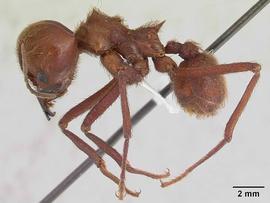 Lateral view of body, entire, adult soldier.  Photo by April Nobile,  Antweb.org .