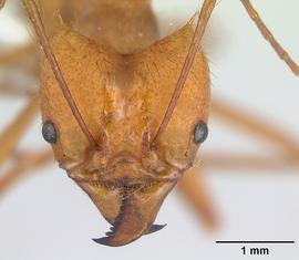 Anterior view of head, adult worker.  Photo by April Nobile,  Antweb.org .