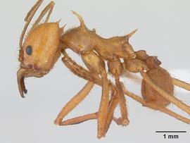 Lateral view of body, entire, adult worker.  Photo by April Nobile,  Antweb.org .