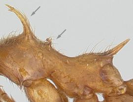 Lateral view of thorax / mesosoma, adult worker. Two pairs of spines or teeth on dorsum of promesonotum.