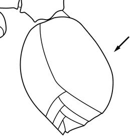 Lateral view of gaster, adult worker. Gaster lacking tubercles on first segment. Used in Antkey to separate  Atta  from  Acromyrmex. 