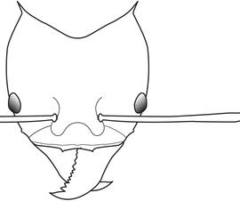 Anterior view of head, adult worker. The head smooth and shiny, not covered by hexagonal microsculpture. Used in Antkey to separate  Atta cephalotes  from  Atta sexdens .