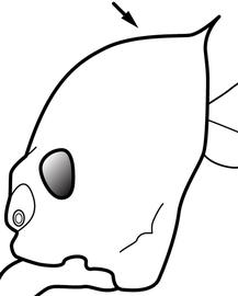 Lateral view of head, adult worker. The head anterior to the posterolateral spines is smooth and not interrupted by a pair of small teeth or blunt angles. Used in Antkey to separate  Atta cephalotes  from  Atta sexdens . This is a variable character, and should be used with caution until its usefulness is confirmed.