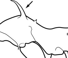 Lateral view of pronotum, adult worker. The pronotal spines are strongly arching anteriorly. This character may be informative for separating  Atta cephalotes  from  Atta sexdens , but attine pronotal spines show considerable infraspecific variation and this character may well prove unreliable, and thus must be used with caution.