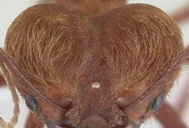 Anterior dorsal view of head, adult soldier. Head of soldier caste covered in woolly hairs.