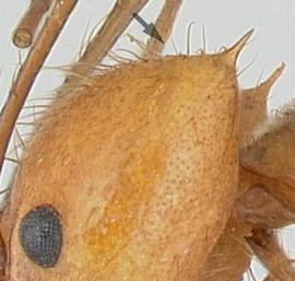 Lateral view of head, adult worker. Head of worker lacking pair of small teeth anterior to posterolateral spines.