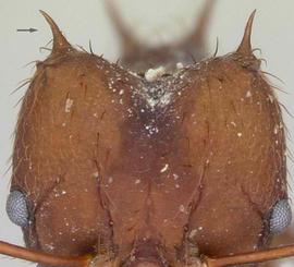 Anterior view of head, adult worker. Posterolateral corners of head with spines.