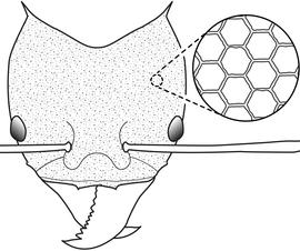 Anterior view of body, surface characters, adult worker. The head and body appear dull and are covered by hexagonal microsculpture. Used in Antkey to separate  Atta sexdens  from  Atta cephalotes .