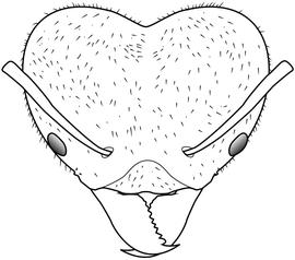 Anterior view of head, adult worker. The head of soldier with sparse amount of short and blunt hairs, few of which overlap. Used in Antkey to separate  Atta sexdens  from  Atta cephalotes .