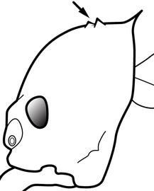 Lateral view of head, adult worker. The head has a pair of small teeth or blunt angles anterior to the posterolateral spines. Used in Antkey to separate  Atta sexdens  from  Atta cephalotes . This is a variable character, and should be used with caution until its usefulness is confirmed.