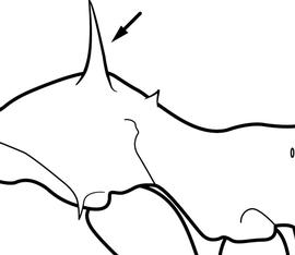 Lateral view of pronotum, adult worker. The pronotal spines are straight, or weakly arching anteriorly. This character may be informative for separating  Atta sexdens  from  Atta cephalotes , but attine pronotal spines show considerable infraspecific variation and this character may well prove unreliable, and thus must be used with caution.