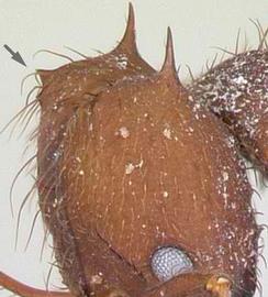 Lateral view of head, adult worker. Head of worker with a pair of small teeth anterior to posterolateral spines.