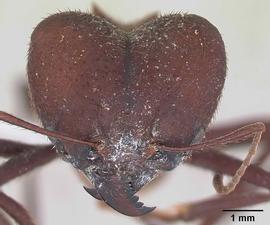 Anterior view of head, adult worker. Photo by April Nobile,  Antweb.org .