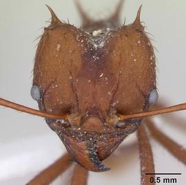 Anterior view of head, adult worker.  Photo by April Nobile,  Antweb.org .