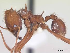 Lateral view of body, entire, adult worker.  Photo by April Nobile,  Antweb.org .