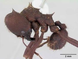 Lateral view of body, entire, adult worker.  Photo by April Nobile,  Antweb.org .
