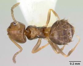 Dorsal view of body, entire, adult worker.  Photo by April Nobile,  Antweb.org .