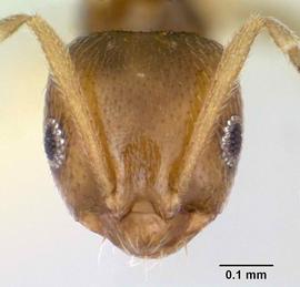 Anterior view of head, adult worker.  Photo by April Nobile,  Antweb.org .