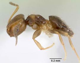Lateral view of body, entire, adult worker.  Photo by April Nobile,  Antweb.org .