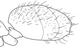 Lateral view of gaster, adult worker. The first gastral tergite is marked by only sparse pubescence, giving it a shiny appearance. Used in Antkey to separate  Brachymyrmex heeri  and  Brachymyrmex patagonicus  from  Brachymyrmex minutus  and  Brachymyrmex obscurior . Also used to separate all other  Nylanderia  from  Nylanderia bourbonica ,  Nylanderia fulva  and  Nylanderia vaga .