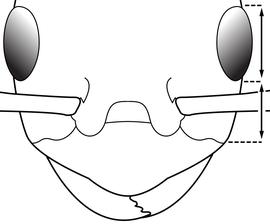 Anterior view of eye / ocellus, adult worker. The eye length (measured as the greatest diameter in full face view) is approximately equal to the malar distance (distance between anterior border of eye and anterolateral margin of clypeus). Used to separate  Brachymyrmex heeri  and  Brachymyrmex patagonicus  from  Brachymyrmex obscurior .