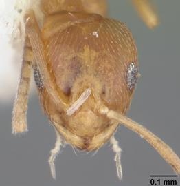 Anterior view of head, adult worker.  Photo by April Nobile,  Antweb.org .