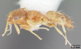 Lateral view of body, entire, adult worker.  Photo by April Nobile,  Antweb.org .