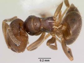 Dorsal view of body, entire, adult worker.  Photo by April Nobile,  Antweb.org .