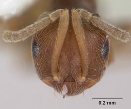 Anterior view of head, adult worker.  Photo by April Nobile,  Antweb.org .