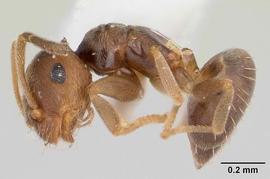 Lateral view of body, entire, adult worker.  Photo by April Nobile,  Antweb.org .