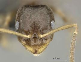 Anterior view of head, adult worker.  Photo by Estella Ortega,  Antweb.org .