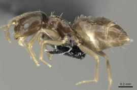 Lateral view of body, entire, adult worker.  Photo by Estella Ortega,  Antweb.org .