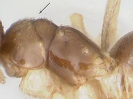 Lateral view of thorax / mesosoma, adult worker. Dorsal surface of mesosoma lacking erect hairs.