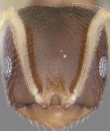 Anterior view of head, adult worker. Antennal scapes exceed posterior margin of head by less than one fifth their length.