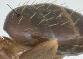 Lateral view of gaster, adult worker. Pubescence on first gastral segment sparse.