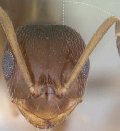 Anterior view of antennal scape, adult worker. Antennal scapes exceed posterior margin of head by at least one fifth their length.